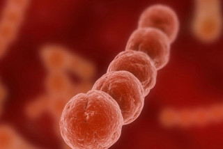 Nhiễm Liên cầu khuẩn nhóm B ở phụ nữ mang thai là nguyên nhân gây nên những bệnh nhiễm trùng nguy...