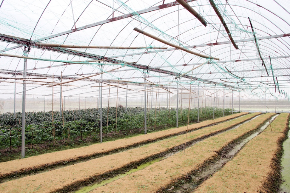 Bắc Giang hỗ trợ đầu tư đối với hợp tác xã, liên hiệp hợp tác xã nông nghiệp
