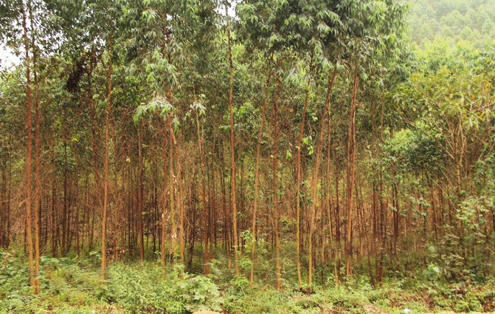 Tăng cường công tác quản lý nhà nước về rừng và đất lâm nghiệp