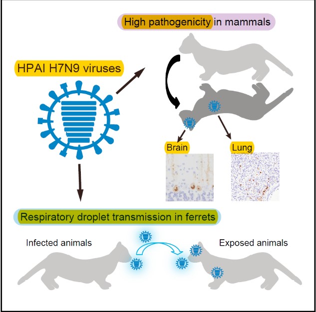 Phát hiện vi rút cúm A(H7N9) độc lực cao có thể lây truyền và gây chết ở động vật