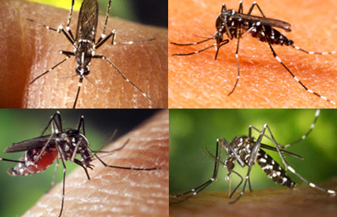 6 sai lầm “chết người” về bệnh sốt xuất huyết